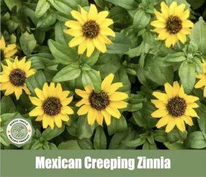 Mexican Creeping Zinnia, Sanvitalia procumbens
